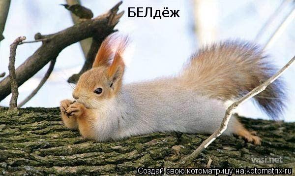 БЕЛдёж... Котоматрица: БЕЛдёж