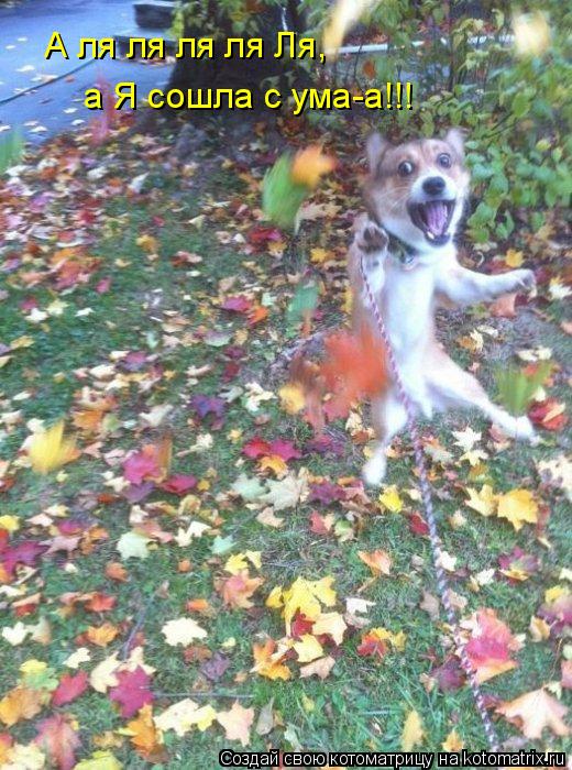 А ля ля ля ля Ля, а Я сошла с ума-а!!!... Котоматрица: А ля ля ля ля Ля, а Я сошла с ума-а!!!