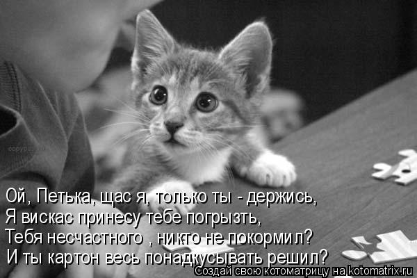 Котоматрица: Ой, Петька, щас я, только ты - держись, Я вискас принесу тебе погрызть, Тебя несчастного , никто не покормил? И ты картон весь понадкусывать ре