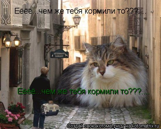 Еёёё...чем же тебя кормили то???.... Еёёё...чем же тебя кормили то???.... Еёёё...чем же тебя кормили ... Котоматрица: Еёёё...чем же тебя кормили то???.... Еёёё...чем же тебя кормили то???.... Еёёё...чем же тебя кормили то???....