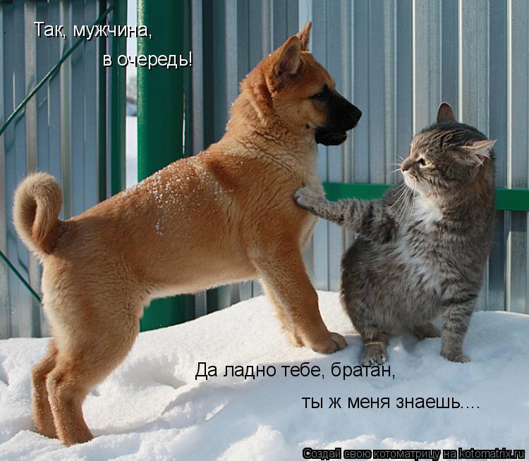 Котоматрица: Так, мужчина, в очередь! Да ладно тебе, братан, ты ж меня знаешь....