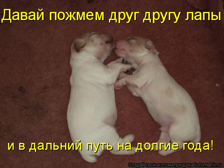 Давай пожмем друг другу лапы и в дальний путь на долгие года!... Котоматрица: Давай пожмем друг другу лапы и в дальний путь на долгие года!
