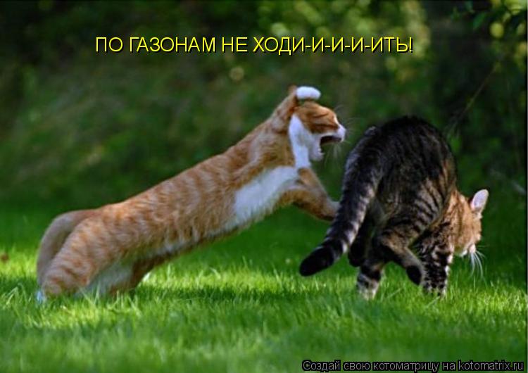 ПО ГАЗОНАМ НЕ ХОДИ-И-И-И-ИТЬ!... Котоматрица: ПО ГАЗОНАМ НЕ ХОДИ-И-И-И-ИТЬ!