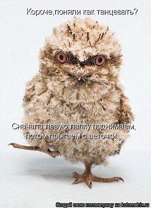 Короче,поняли как танцевать? Сначала левую лапку поднимаем, потом прыгаем с веточки...... Котоматрица: Короче,поняли как танцевать? Сначала левую лапку поднимаем, потом прыгаем с веточки...