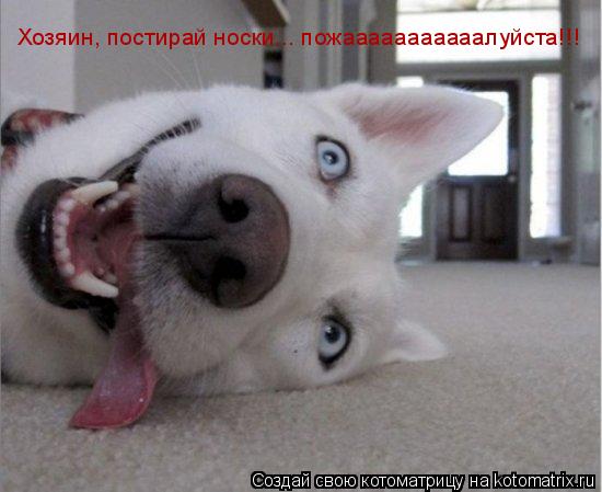 Хозяин, постирай носки... пожааааааааааалуйста!!!... Котоматрица: Хозяин, постирай носки... пожааааааааааалуйста!!!