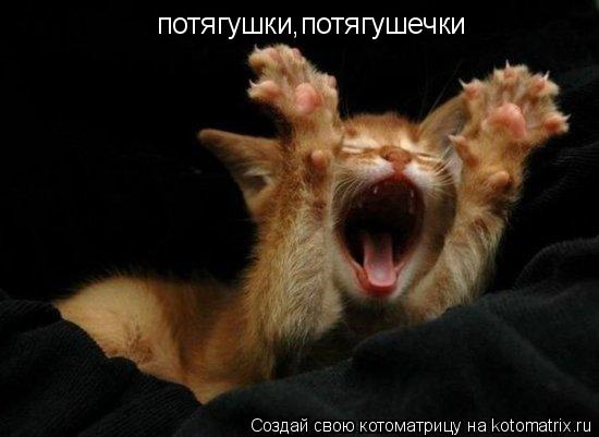 потягушки,потягушечки... Котоматрица: потягушки,потягушечки