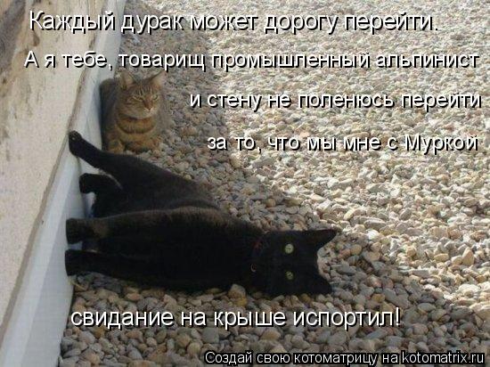 Каждый дурак может дорогу перейти. А я тебе, товарищ промышленный альпинист и стену не поленюсь перей... Котоматрица: Каждый дурак может дорогу перейти. А я тебе, товарищ промышленный альпинист и стену не поленюсь перейти за то, что мы мне с Муркой свидание