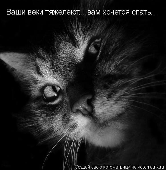 Ваши веки тяжелеют...,вам хочется спать...... Котоматрица: Ваши веки тяжелеют...,вам хочется спать...