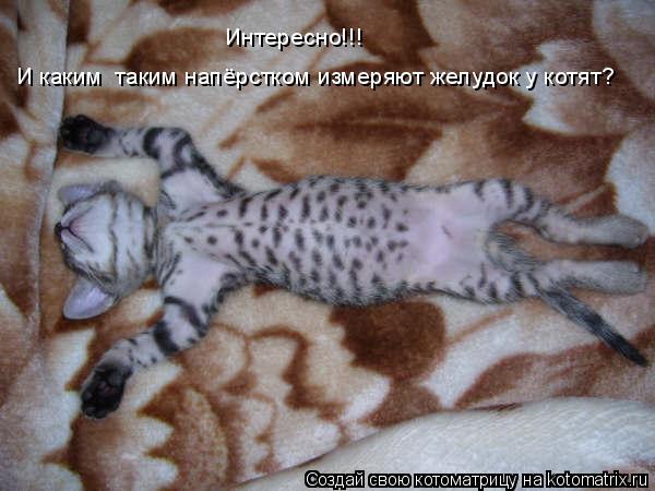 И каким таким напёрстком измеряют желудок у котят? Интересно!!!... Котоматрица: И каким таким напёрстком измеряют желудок у котят? Интересно!!!