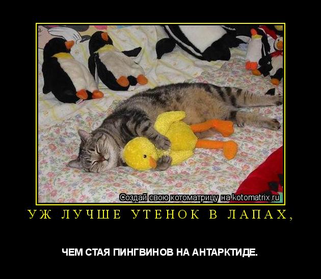 Котоматрица: УЖ ЛУЧШЕ УТЕНОК В ЛАПАХ, ЧЕМ СТАЯ ПИНГВИНОВ НА АНТАРКТИДЕ.