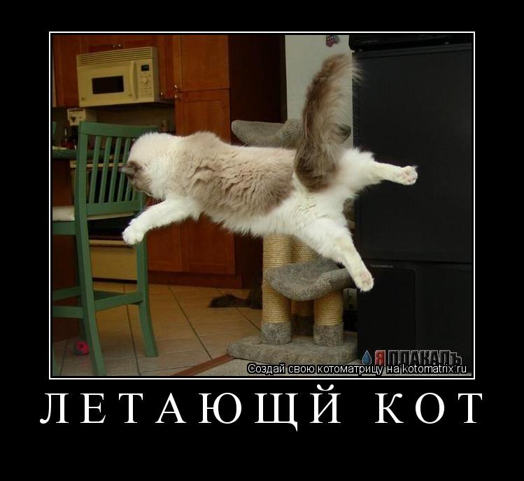 Летающй кот ... Котоматрица: Летающй кот