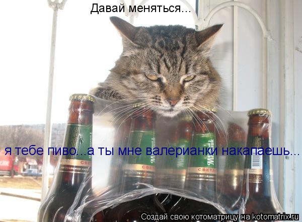 Давай меняться... я тебе пиво...а ты мне валерианки накапаешь...... Котоматрица: Давай меняться... я тебе пиво...а ты мне валерианки накапаешь...