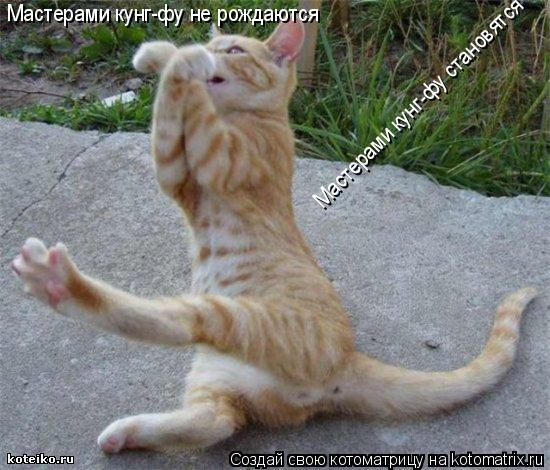 Мастерами кунг-фу не рождаются Мастерами кунг-фу становятся... Котоматрица: Мастерами кунг-фу не рождаются Мастерами кунг-фу становятся