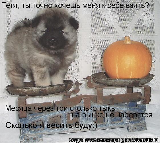 Тетя, ты точно хочешь меня к себе взять? Месяца через три столько тыкв на рынке не наберется Сколько... Котоматрица: Тетя, ты точно хочешь меня к себе взять? Месяца через три столько тыкв на рынке не наберется Сколько я весить буду:)