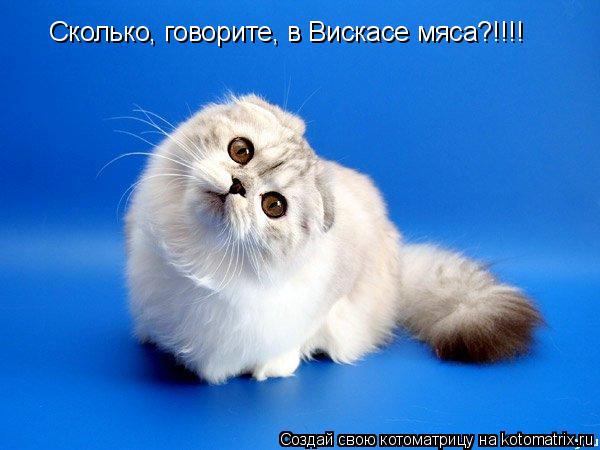 Сколько, говорите, в Вискасе мяса?!!!!... Котоматрица: Сколько, говорите, в Вискасе мяса?!!!!