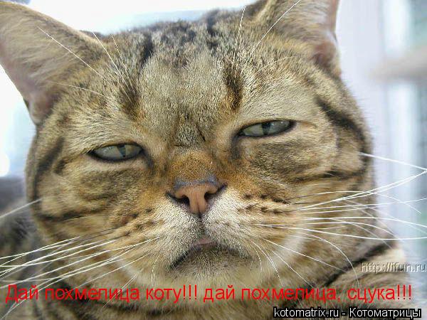 Дай похмелица коту!!! дай похмелица, сцука!!!... Котоматрица: Дай похмелица коту!!! дай похмелица, сцука!!!