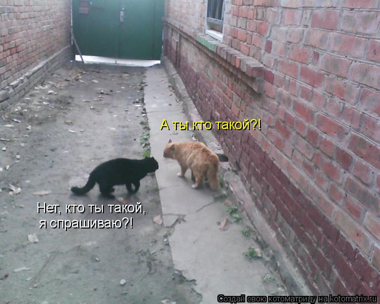 Нет, кто ты такой, я спрашиваю?! А ты кто такой?!... Котоматрица: Нет, кто ты такой, я спрашиваю?! А ты кто такой?!