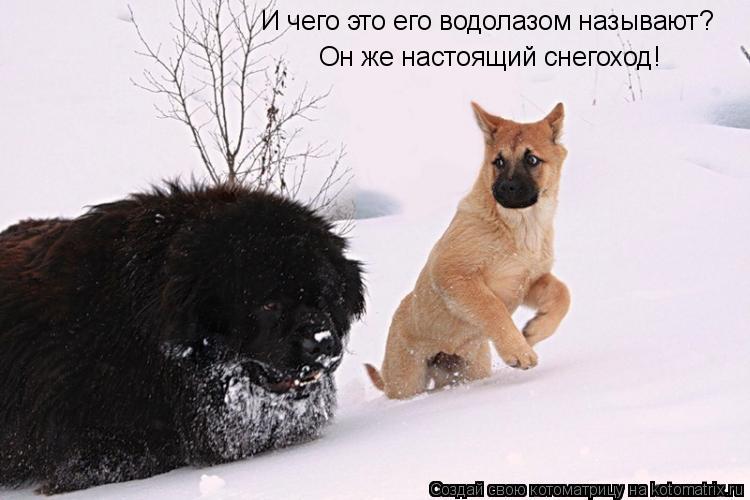 И чего это его водолазом называют? Он же настоящий снегоход!... Котоматрица: И чего это его водолазом называют? Он же настоящий снегоход!