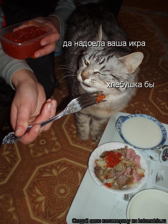 да надоела ваша икра хлебушка бы... Котоматрица: да надоела ваша икра хлебушка бы