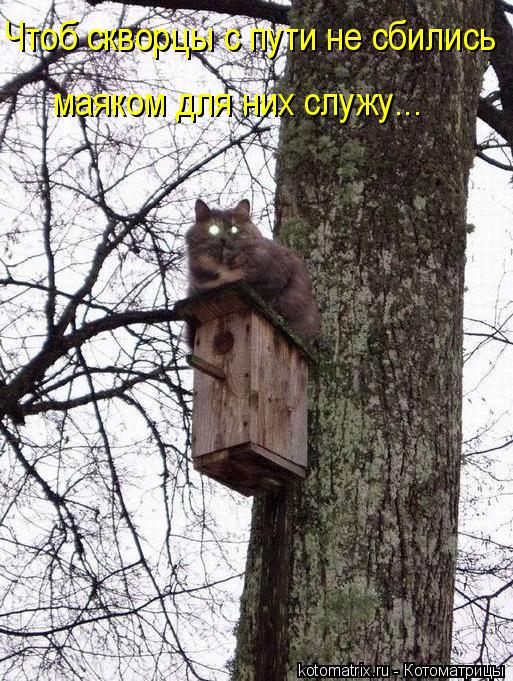 Чтоб скворцы с пути не сбились маяком для них служу...... Котоматрица: Чтоб скворцы с пути не сбились маяком для них служу...