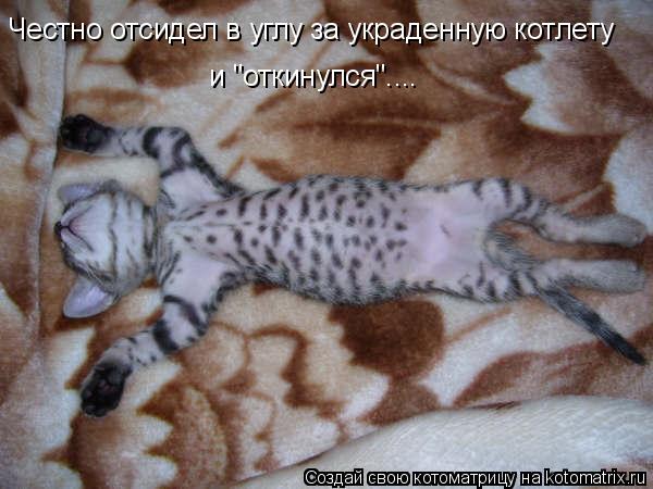 Честно отсидел в углу за украденную котлету и "откинулся"....... Котоматрица: Честно отсидел в углу за украденную котлету и "откинулся"....
