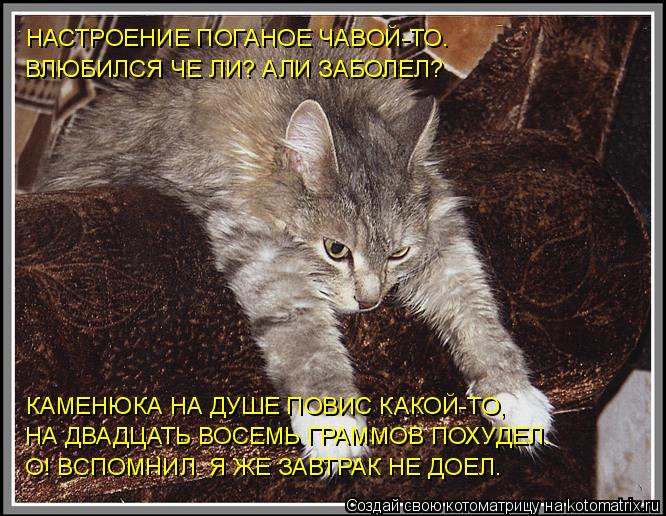 НАСТРОЕНИЕ ПОГАНОЕ ЧАВОЙ-ТО. ВЛЮБИЛСЯ ЧЕ ЛИ? АЛИ ЗАБОЛЕЛ? КАМЕНЮКА НА ДУШЕ ПОВИС КАКОЙ-ТО, НА ДВАДЦАТ... Котоматрица: НАСТРОЕНИЕ ПОГАНОЕ ЧАВОЙ-ТО. ВЛЮБИЛСЯ ЧЕ ЛИ? АЛИ ЗАБОЛЕЛ? КАМЕНЮКА НА ДУШЕ ПОВИС КАКОЙ-ТО, НА ДВАДЦАТЬ ВОСЕМЬ ГРАММОВ ПОХУДЕЛ. О! ВСПОМНИЛ. Я