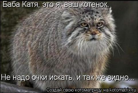 Баба Катя, это я, ваш котенок. Не надо очки искать, и так же видно...... Котоматрица: Баба Катя, это я, ваш котенок. Не надо очки искать, и так же видно...