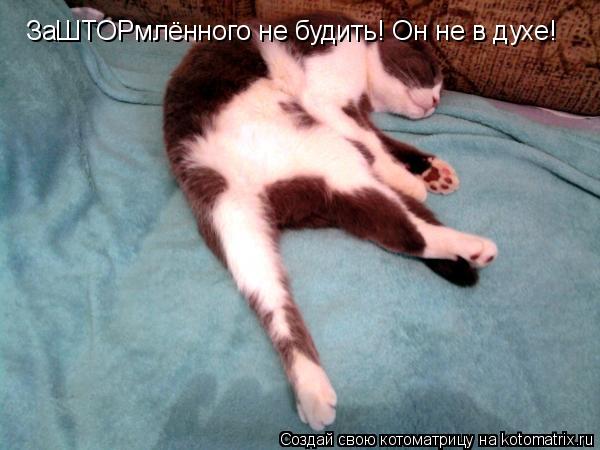 ЗаШТОРмлённого не будить! Он не в духе!... Котоматрица: ЗаШТОРмлённого не будить! Он не в духе!