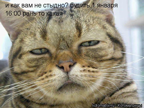 и как вам не стыдно? будить 1 января 16:00 рань то какая... Котоматрица: и как вам не стыдно? будить 1 января 16:00 рань то какая