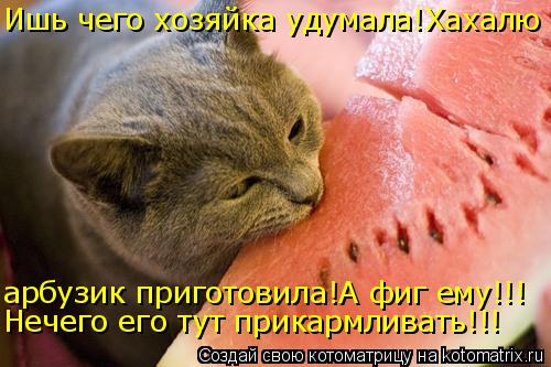 арбузик приготовила!А фиг ему!!! Нечего его тут прикармливать!!! Ишь чего хозяйка удумала!Хахалю... Котоматрица: арбузик приготовила!А фиг ему!!! Нечего его тут прикармливать!!! Ишь чего хозяйка удумала!Хахалю