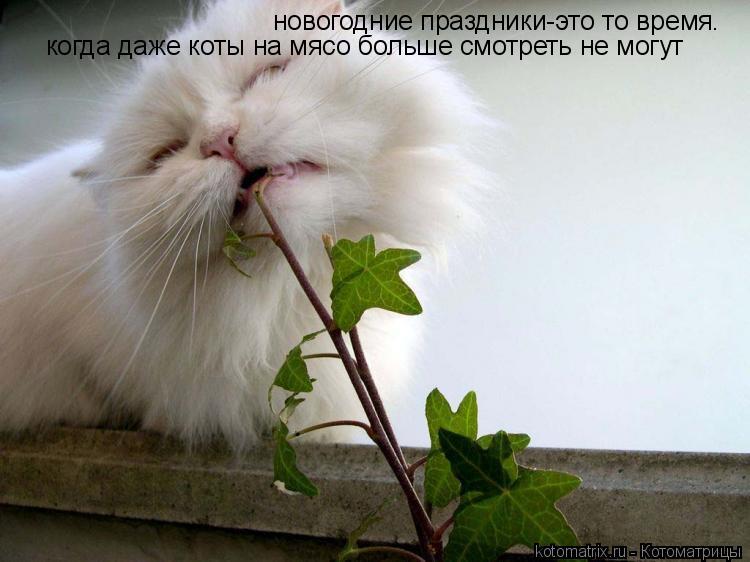новогодние праздники-это то время. когда даже коты на мясо больше смотреть не могут... Котоматрица: новогодние праздники-это то время. когда даже коты на мясо больше смотреть не могут