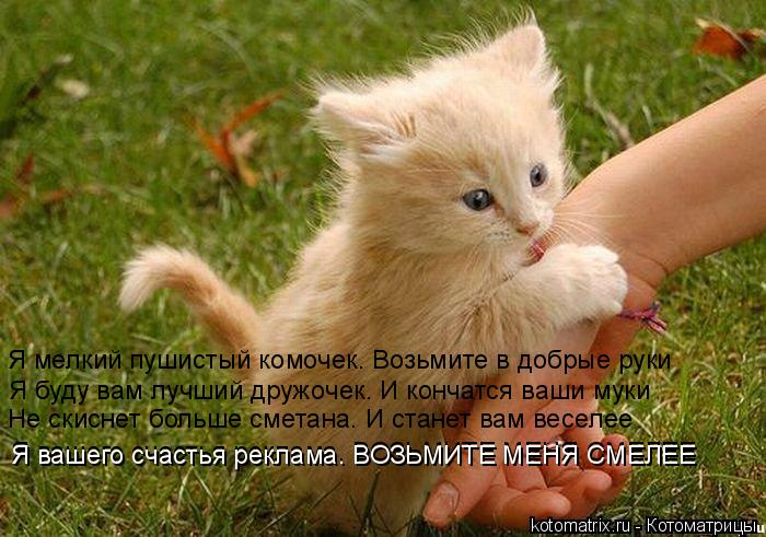 Я мелкий пушистый комочек. Возьмите в добрые руки Я буду вам лучший дружочек. И кончатся ваши муки Не... Котоматрица: Я мелкий пушистый комочек. Возьмите в добрые руки Я буду вам лучший дружочек. И кончатся ваши муки Не скиснет больше сметана. И станет вам ве