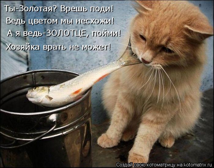 Хозяйка врать не может! Ты-Золотая? Врешь поди! Ведь цветом мы несхожи! А я ведь-ЗОЛОТЦЕ, пойми!... Котоматрица: Хозяйка врать не может! Ты-Золотая? Врешь поди! Ведь цветом мы несхожи! А я ведь-ЗОЛОТЦЕ, пойми!