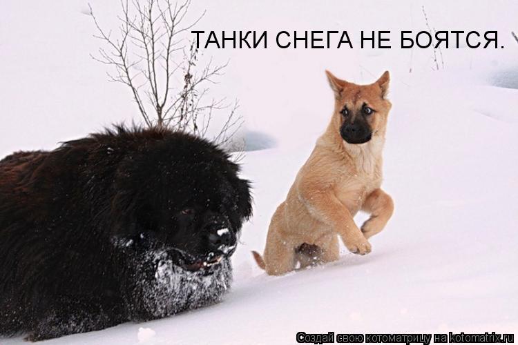 ТАНКИ СНЕГА НЕ БОЯТСЯ.... Котоматрица: ТАНКИ СНЕГА НЕ БОЯТСЯ.