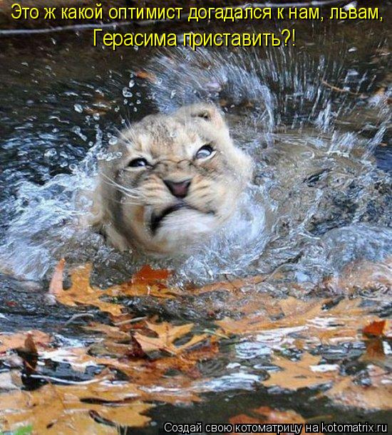 Это ж какой оптимист догадался к нам, львам, Герасима приставить?!... Котоматрица: Это ж какой оптимист догадался к нам, львам, Герасима приставить?!