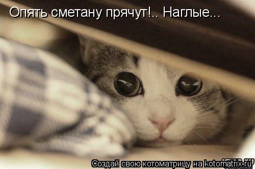 Котоматрица: Опять сметану прячут!.. Наглые...