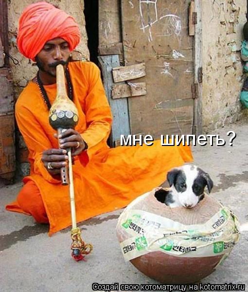 мне шипеть?... Котоматрица: мне шипеть?