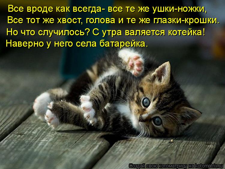 Все вроде как всегда- все те же ушки-ножки, Все тот же хвост, голова и те же глазки-крошки. Но что сл... Котоматрица: Все вроде как всегда- все те же ушки-ножки, Все тот же хвост, голова и те же глазки-крошки. Но что случилось? С утра валяется котейка! Наверно у
