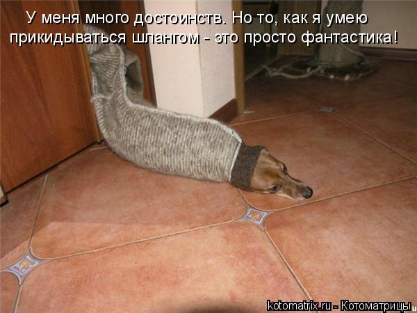 прикидываться шлангом - это просто фантастика! У меня много достоинств. Но то, как я умею... Котоматрица: прикидываться шлангом - это просто фантастика! У меня много достоинств. Но то, как я умею