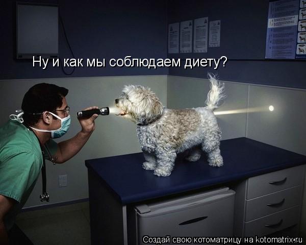 Ну и как мы соблюдаем диету?... Котоматрица: Ну и как мы соблюдаем диету?