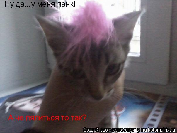 Ну да...у меня панк! А че пялиться то так?... Котоматрица: Ну да...у меня панк! А че пялиться то так?