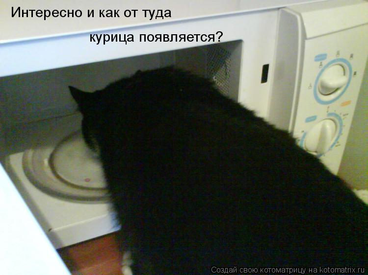 Интересно и как от туда курица появляется?... Котоматрица: Интересно и как от туда курица появляется?