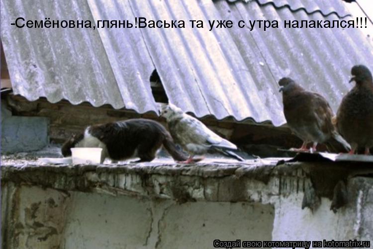 -Семёновна,глянь!Васька та уже с утра налакался!!!... Котоматрица: -Семёновна,глянь!Васька та уже с утра налакался!!!