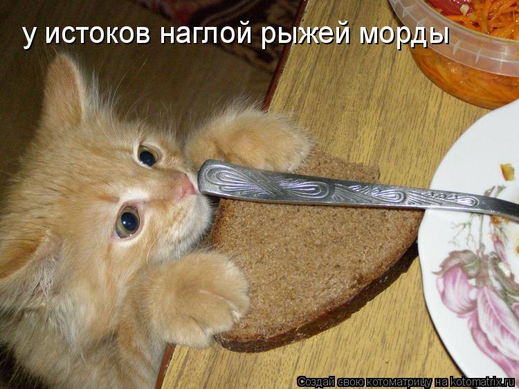у истоков наглой рыжей морды... Котоматрица: у истоков наглой рыжей морды