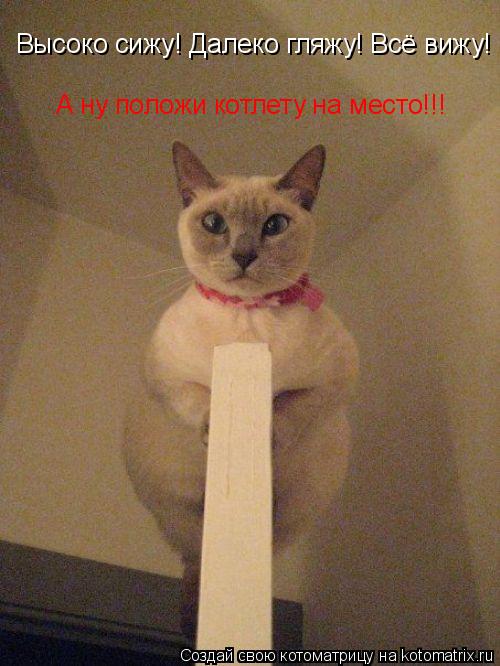 А ну положи котлету на место!!! Высоко сижу! Далеко гляжу! Всё вижу!... Котоматрица: А ну положи котлету на место!!! Высоко сижу! Далеко гляжу! Всё вижу!