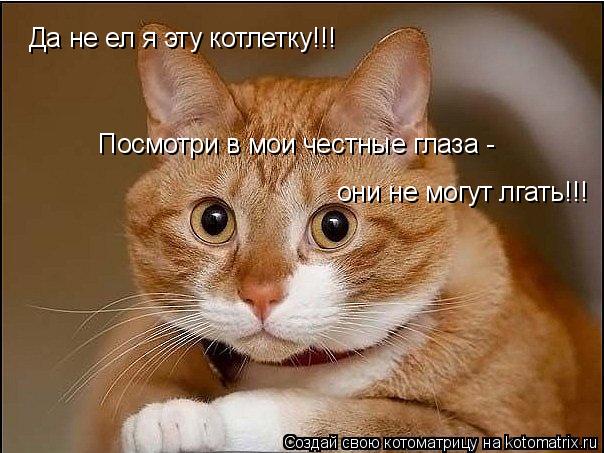 они не могут лгать!!! Да не ел я эту котлетку!!! Посмотри в мои честные глаза -... Котоматрица: они не могут лгать!!! Да не ел я эту котлетку!!! Посмотри в мои честные глаза -