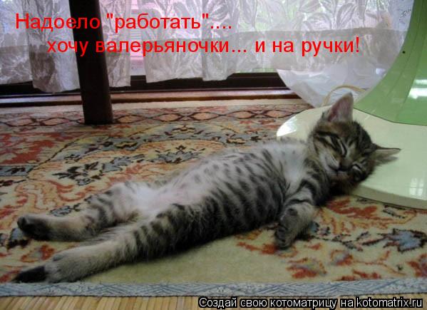 Надоело "работать".... хочу валерьяночки... и на ручки!... Котоматрица: Надоело "работать".... хочу валерьяночки... и на ручки!