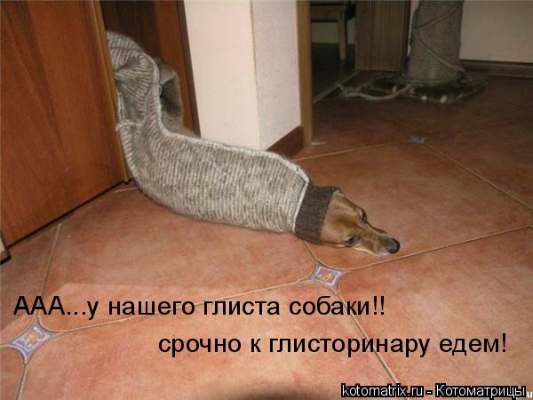 ААА...у нашего глиста собаки!! срочно к глисторинару едем!... Котоматрица: ААА...у нашего глиста собаки!! срочно к глисторинару едем!