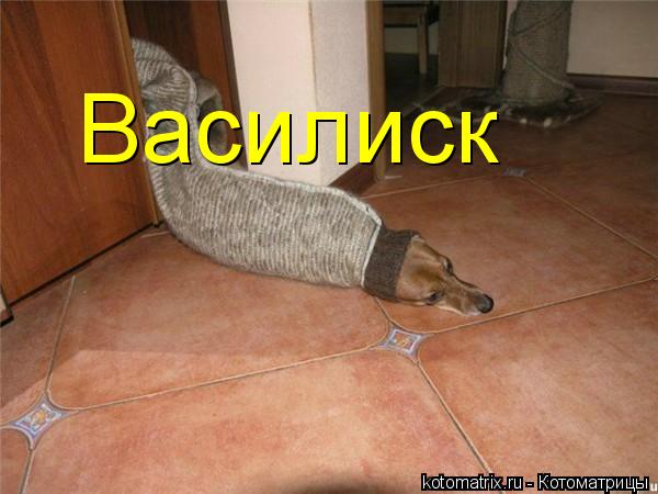 Василиск... Котоматрица: Василиск