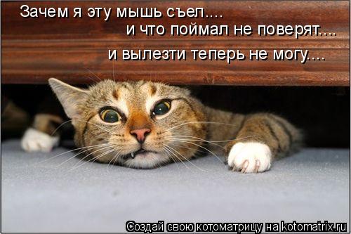 Зачем я эту мышь съел.... и что поймал не поверят.... и вылезти теперь не могу....... Котоматрица: Зачем я эту мышь съел.... и что поймал не поверят.... и вылезти теперь не могу....